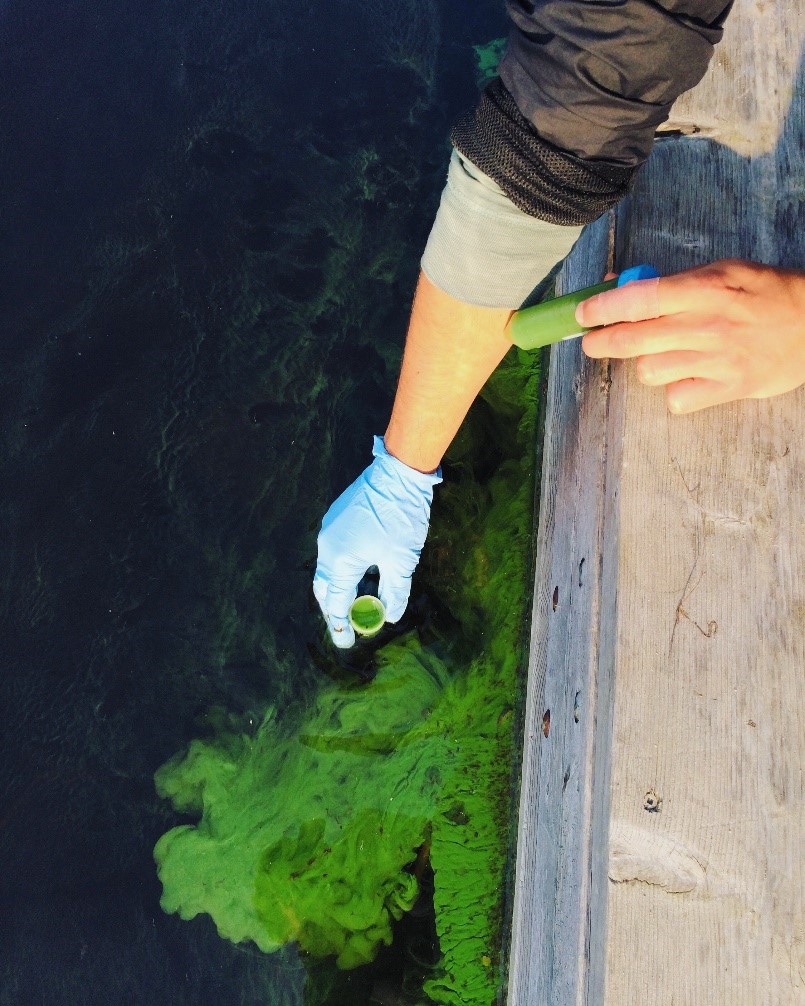 Tracking more than 30 years of phytoplankton blooms in Lake Winnipeg