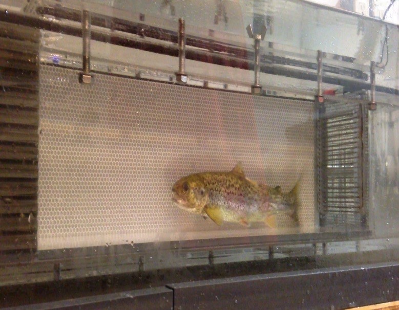 Atlantic salmon in a swim tank`