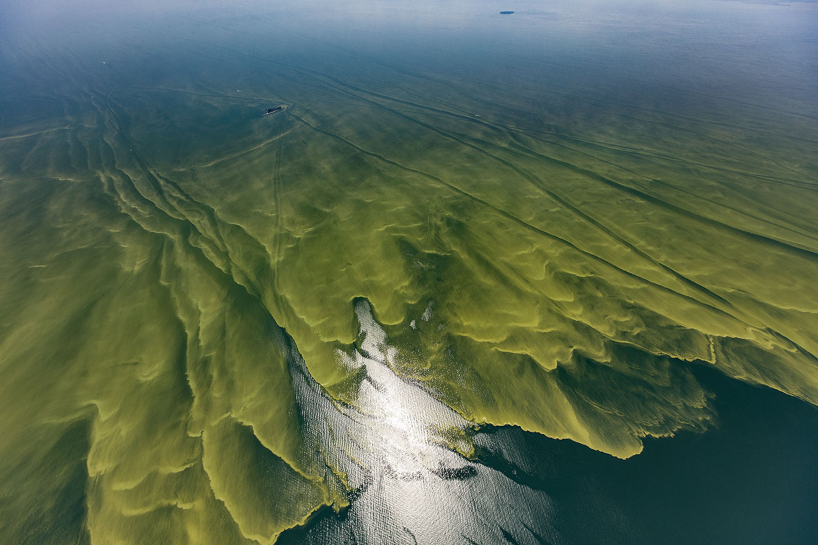 Cyanobacteria algae